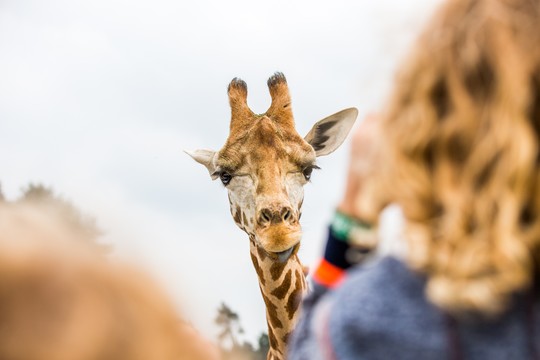 Hotel nearby safaripark Beekse Bergen